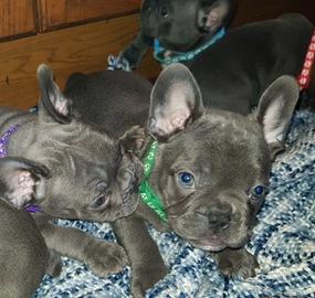 Cuccioli di bulldog francesi M e F