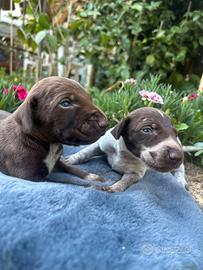 Cuccioli di bracco tedesco kurzhaar