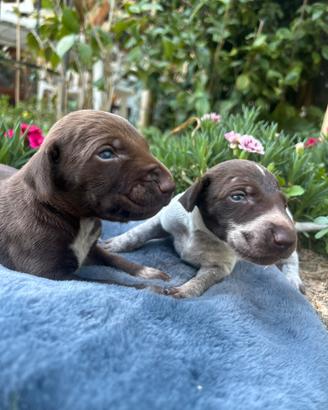 Cuccioli di bracco tedesco kurzhaar