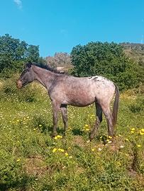 Cavallo puledro appaloosa