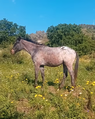 Cavallo puledro appaloosa