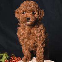 Cucciola barboncina toy red