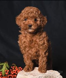 Cucciola barboncina toy red