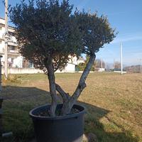 Olivo in vaso Olea Europaea