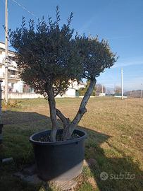 Olivo in vaso Olea Europaea