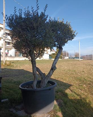 Olivo in vaso Olea Europaea