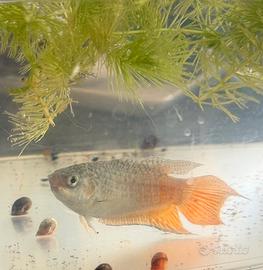 Pesce Paradiso
