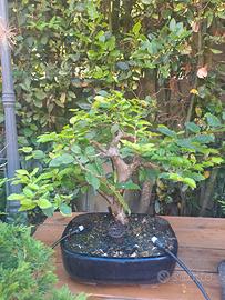 carpino bianco bonsai
