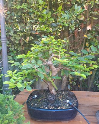 carpino bianco bonsai