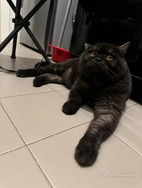 British shorthair