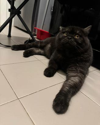 British shorthair