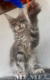Maine Coon Blue Tabby Maschio