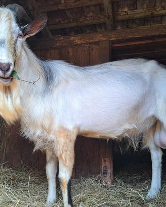 Becco caprone di due anni e mezzo