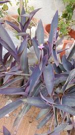 tradescantia viola