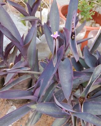tradescantia viola