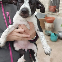 DAKA cucciola di 3 mesi aspetta solo TE