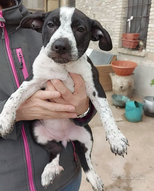 DAKA cucciola di 3 mesi aspetta solo TE