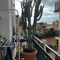 Cactus Euphorbia Eritrea