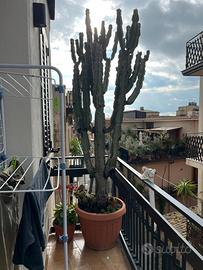 Cactus Euphorbia Eritrea