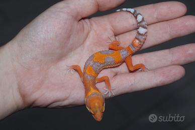 geco leopardino