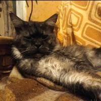 Maine Coon Black Smoke