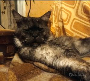 Maine Coon Black Smoke