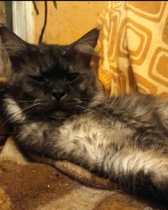 Maine Coon Black Smoke