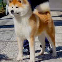 Cane akita inu