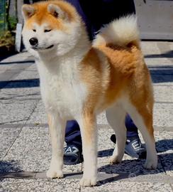 Cane akita inu