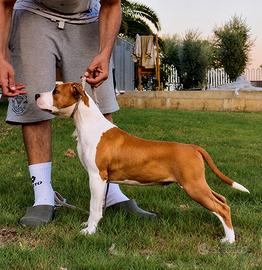 American Staffordshire terrier