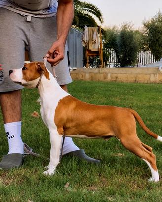 American Staffordshire terrier