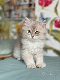 British longhair
