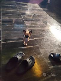 zfre chihuahua mini Toy 