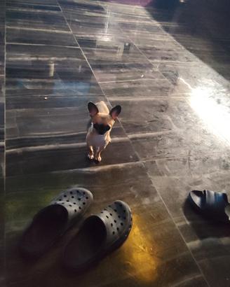 zfre chihuahua mini Toy 