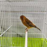 Canarini