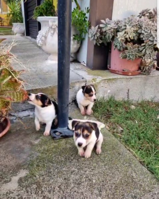 Jack Russell
