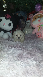 Cucciola di barboncino toy