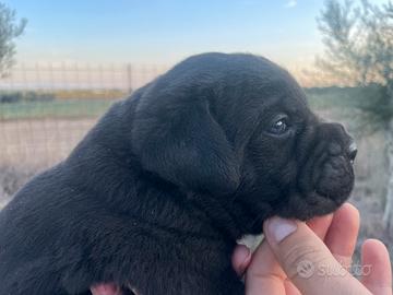 Cuccioli di cane corso
