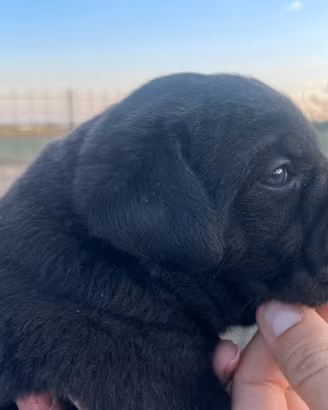 Cuccioli di cane corso