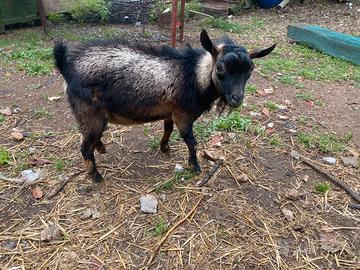 Capretto tibetano