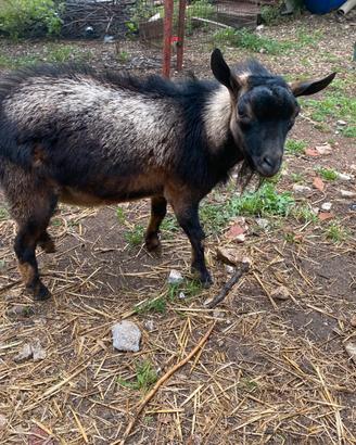 Capretto tibetano