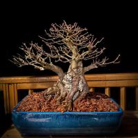 Bonsai di Acero tridente