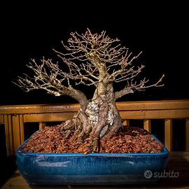 Bonsai di Acero tridente