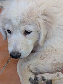 Cuccioli maremmani