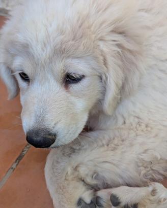 Cuccioli maremmani