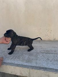 Cucciolo di cane corso