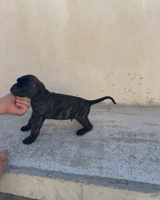 Cucciolo di cane corso