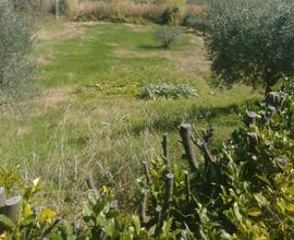 Lotti agricoli in cambio di verdura (no denaro)