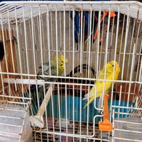 Cocorite Hagoromo Esotici Animali Pappagalli uccel