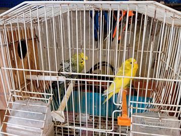 Cocorite Hagoromo Esotici Animali Pappagalli uccel